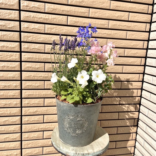 アンティークなブリキ鉢にデルフィニウムとイングリッシュラベンダーの寄せ植え♪ ハンドメイドのフラワー/ガーデン(プランター)の商品写真
