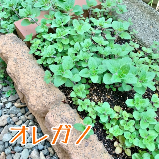 オレガノ　抜き苗　植物 ハンドメイドのフラワー/ガーデン(その他)の商品写真