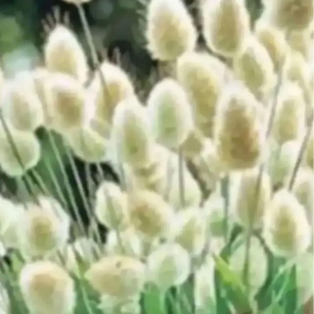 ラグラスバニーテールの種　花の種　春まき種 ハンドメイドのフラワー/ガーデン(プランター)の商品写真