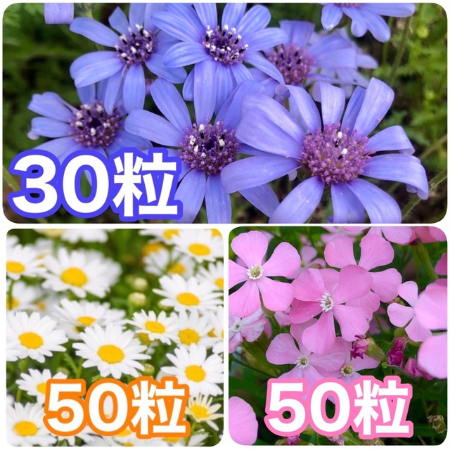花の種　フェリシア ブルー　ノースポール　シレネ・ライトピンクパンサー ハンドメイドのフラワー/ガーデン(その他)の商品写真