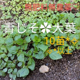 無肥料無農薬✿青じそ　大葉　抜き苗　小さめ(野菜)