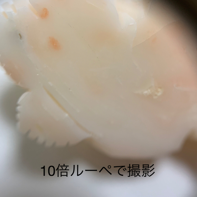 本珊瑚　薔薇B 3