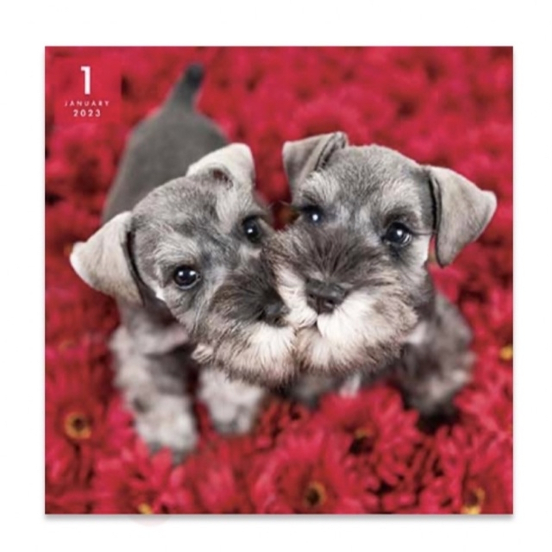 PICTWANカレンダー2023 【L版】 シュナウザー その他のペット用品(犬)の商品写真