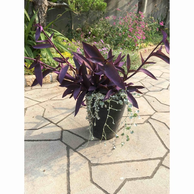 紫御殿とディコンドラ　 ハンドメイドのフラワー/ガーデン(その他)の商品写真