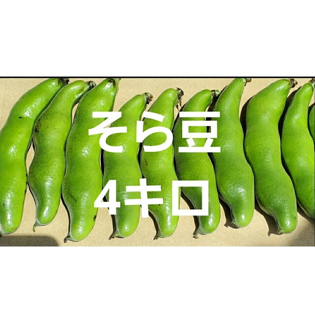 野菜 野菜苗 一寸そら豆 4+1本 苗 無農薬 ネコポスで - 野菜