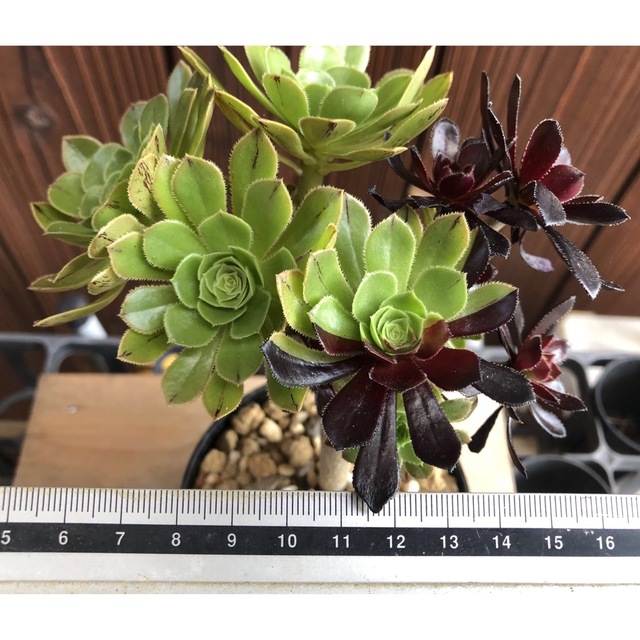 多肉植物　アエオニウム　黒法師　2色枝　抜き苗　⑨ ハンドメイドのフラワー/ガーデン(その他)の商品写真