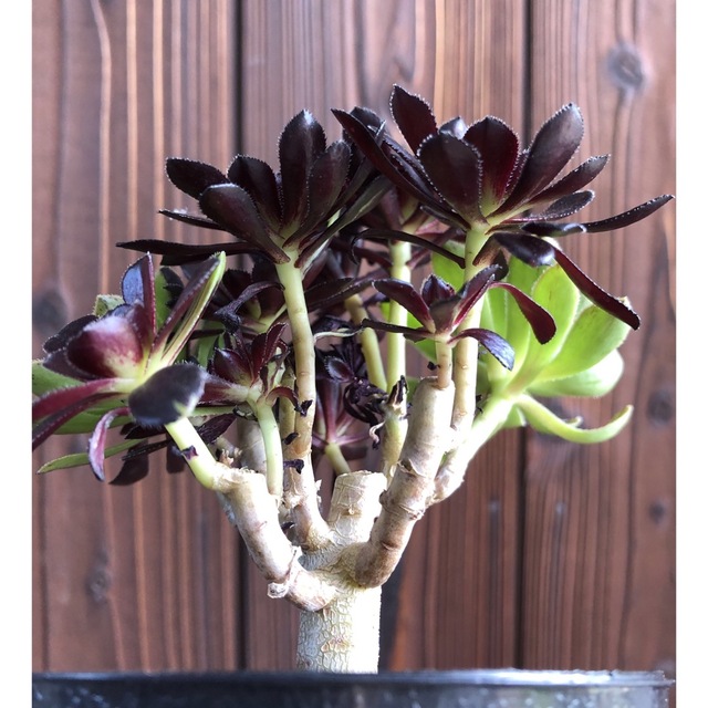 多肉植物　アエオニウム　黒法師　2色枝　抜き苗　10 ハンドメイドのフラワー/ガーデン(その他)の商品写真
