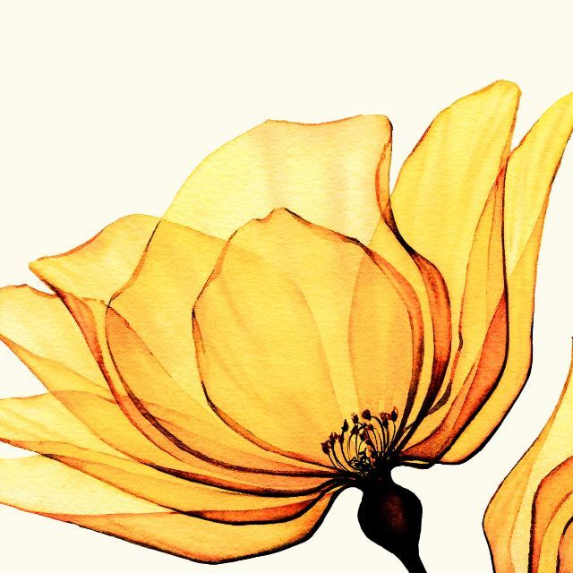 絵画オレンジ色の花インテリア 絵 花 アートパネル 額入り縦32cm x 横32
