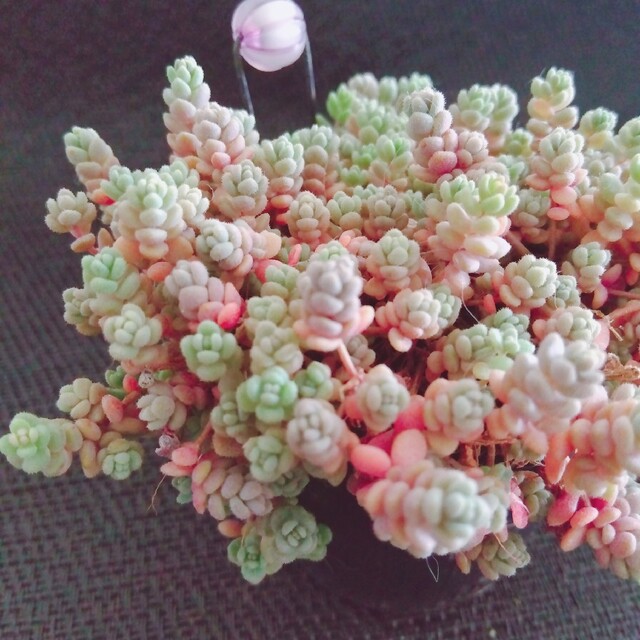 ②ポットごと発送  ピンクダシフィルム❤多肉植物根付き ハンドメイドのフラワー/ガーデン(その他)の商品写真