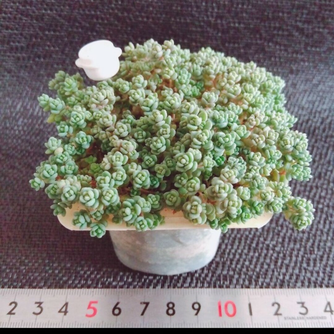 【美品】①容器ごと発送 紅葉中パープルヘイズ ダシフィルム ミックス❤多肉植物