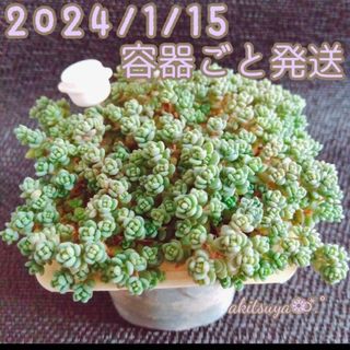 【美品】①容器ごと発送 紅葉中パープルヘイズ ダシフィルム ミックス❤多肉植物(その他)