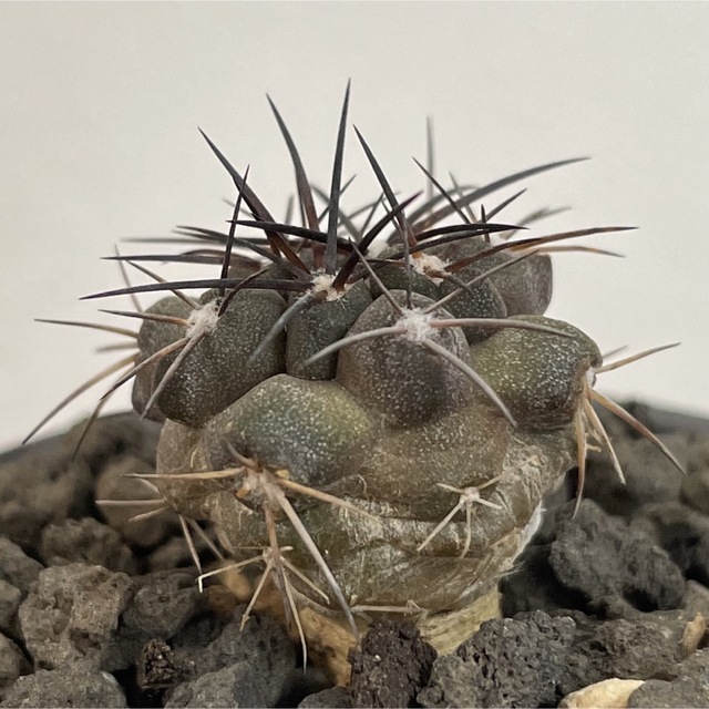コピアポア グリセオビオラセア griseoviolacea 粟星玉 栗星玉の通販