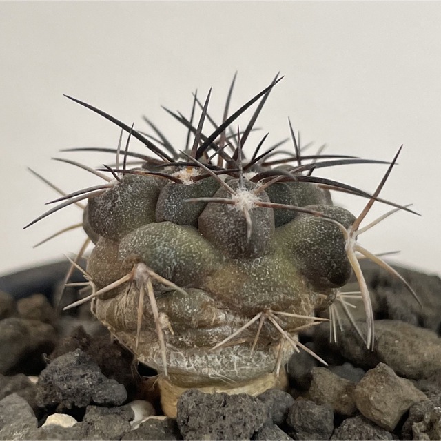 コピアポア グリセオビオラセア griseoviolacea 粟星玉 栗星玉の通販