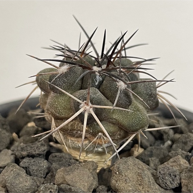 コピアポア グリセオビオラセア griseoviolacea 粟星玉 栗星玉の通販