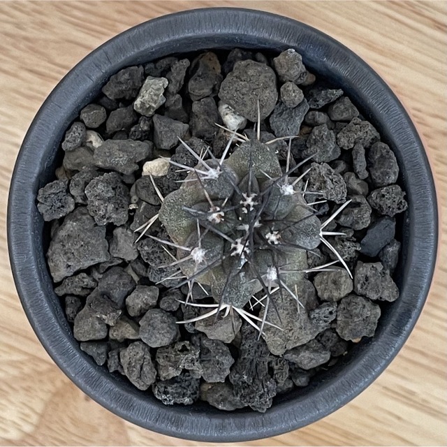 コピアポア グリセオビオラセア griseoviolacea 粟星玉 栗星玉の通販