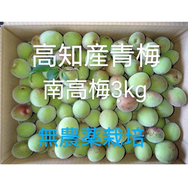 スノーブルー 無農薬南高梅小梅10kg - 通販 - geologos.or.cr
