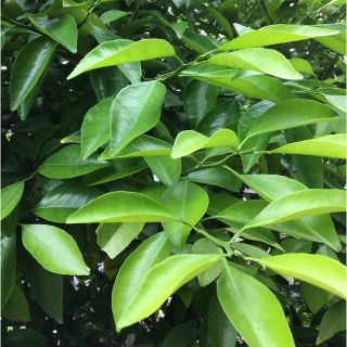 みかんの葉　幼虫の餌　枝付き100枚(野菜)