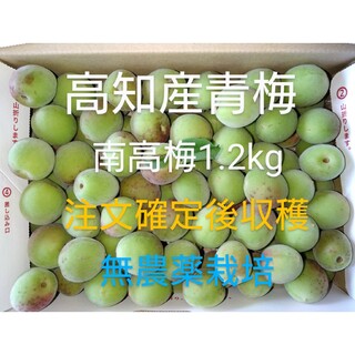 高知産青梅1.2kg  品種【南高梅小梅】 無農薬・有機肥料のみで栽培(フルーツ)