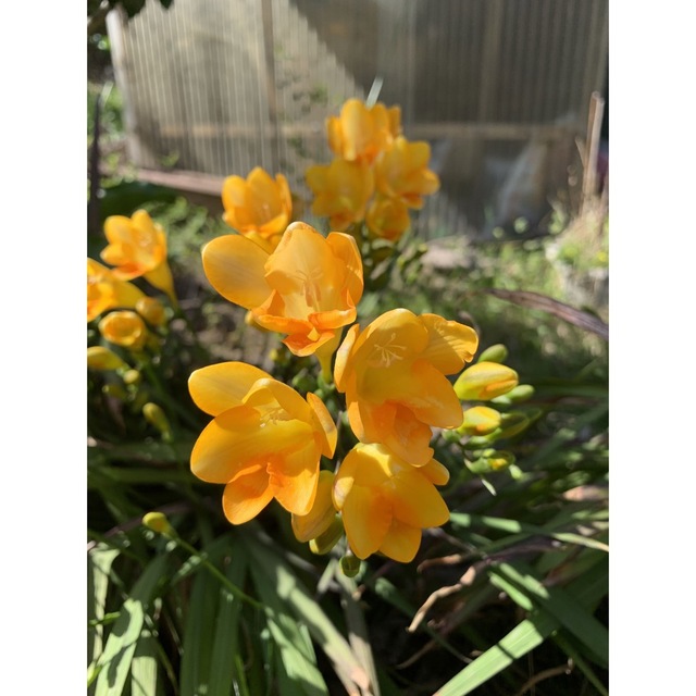 大人気！人気の王道フリージア黄色 3球根おはやめに ハンドメイドのフラワー/ガーデン(プランター)の商品写真