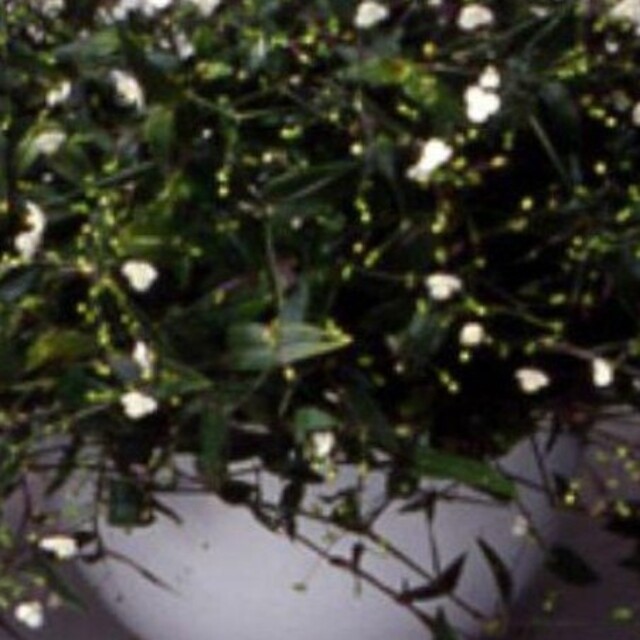 植物ブライダルベール ハンドメイドのフラワー/ガーデン(その他)の商品写真
