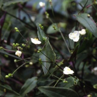 植物ブライダルベール(その他)