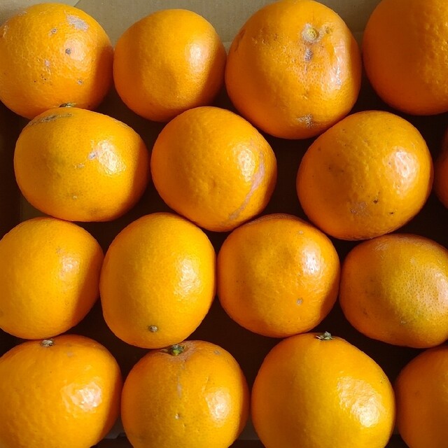 和歌山産清見オレンジ一箱 食品/飲料/酒の食品(フルーツ)の商品写真