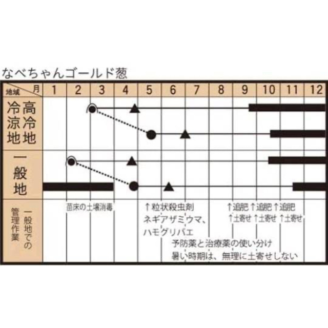 群馬県産　上州鍋ネギ　なべちゃんゴールド　苗 食品/飲料/酒の食品(野菜)の商品写真