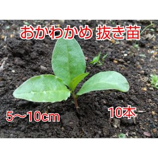 【今が植え時】おかわかめ抜き苗 10本(野菜)