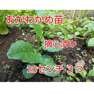 【今が植え時】おかわかめ抜き苗 ３つ(野菜)