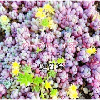 多肉植物　セダム　パープルヘイズ  カット苗(その他)