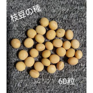 【愛知県丹波育成】枝豆の種60粒(野菜)
