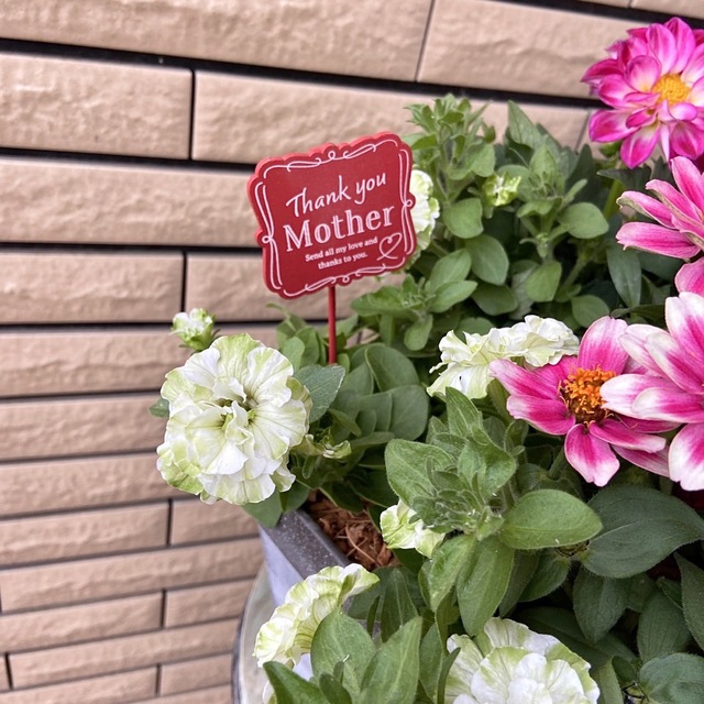 ペチュニアホイップマカロンメロンクリームの鮮やかな寄せ植え♪母の日ギフト ハンドメイドのフラワー/ガーデン(プランター)の商品写真
