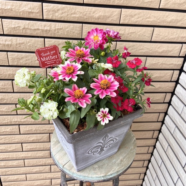 ペチュニアホイップマカロンメロンクリームの鮮やかな寄せ植え♪母の日ギフト ハンドメイドのフラワー/ガーデン(プランター)の商品写真