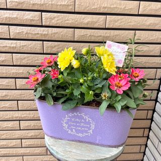 パープルのブリキ鉢に元気の出る寄せ植え♪母の日ギフト ジニア ダリア(プランター)