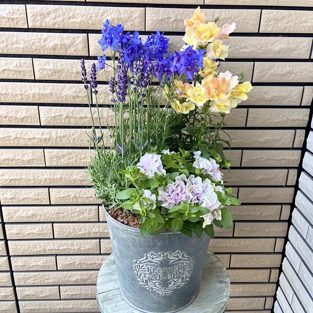 春の花アンティークなブリキ鉢にペチュニアベルチャームのアンナの爽やかな寄せ植え♪