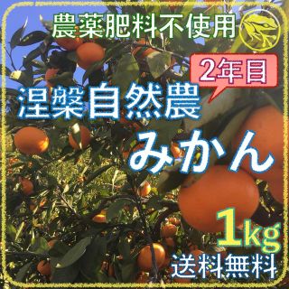 涅槃自然農みかん10kg 2年目 農薬肥料不使用 自然農法 海乃蛙自然農園