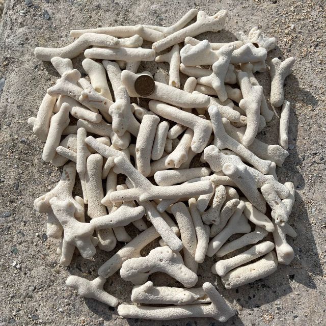 天然コーラル ホワイト サンゴ 枝珊瑚 (約10mm〜25mm)約1kg  ハンドメイドの素材/材料(各種パーツ)の商品写真
