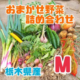 おまかせ野菜詰め合わせBOX【M】(野菜)