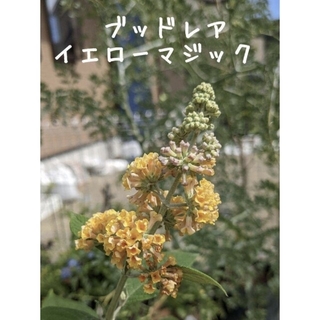 蝶を呼ぶ花木　1株　☘　大きめ　ブッドレア  イエローマジック　☘　苗(その他)