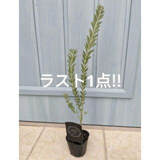 人気品種!!　☘　アカシア　ブルーブッシュ　☘　ミモザ　苗　オージープランツ(その他)