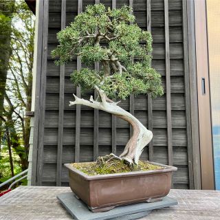 5月31日まで! 山採り 北海道真柏 舎利幹 真柏 盆栽 樹齢100年以上-