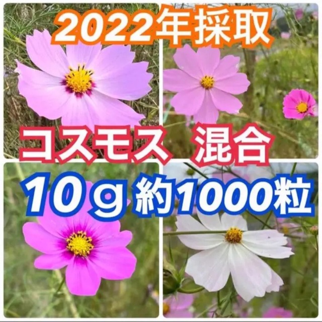 コスモス センセーション 秋桜  種 たね タネ 一年草 ハンドメイドのフラワー/ガーデン(その他)の商品写真