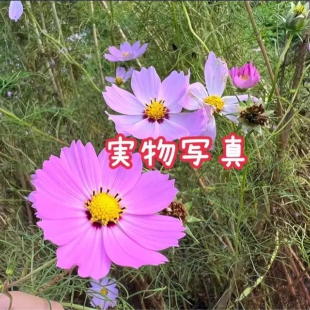 コスモス センセーション 秋桜  種 たね タネ 一年草 ハンドメイドのフラワー/ガーデン(その他)の商品写真