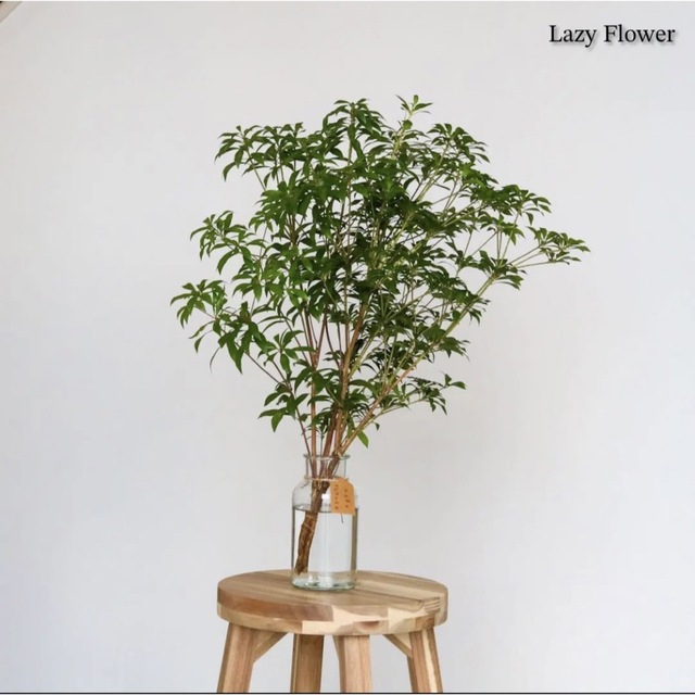 アセビ 60cm 2本 インテリア 装飾 枝物 枝 木 生花 観葉植物 オススメ インテリア/住まい/日用品のインテリア小物(置物)の商品写真