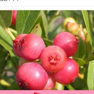 ブルーベリーピンクレモネード(その他)