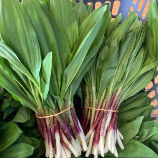 北海道道北産天然行者ニンニク500g(野菜)