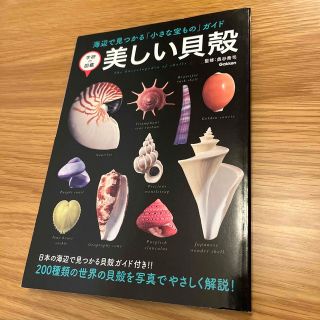 美しい貝殻 海辺で見つかる「小さな宝もの」ガイド(人文/社会)