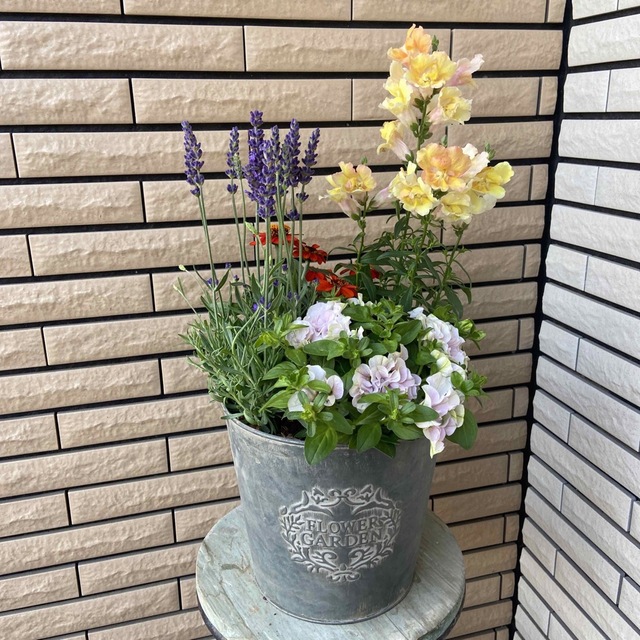 アンティークな鉢に明るい寄せ植え