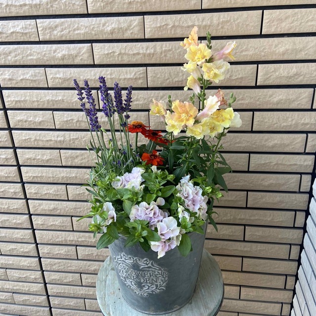 アンティークな鉢に明るい寄せ植え