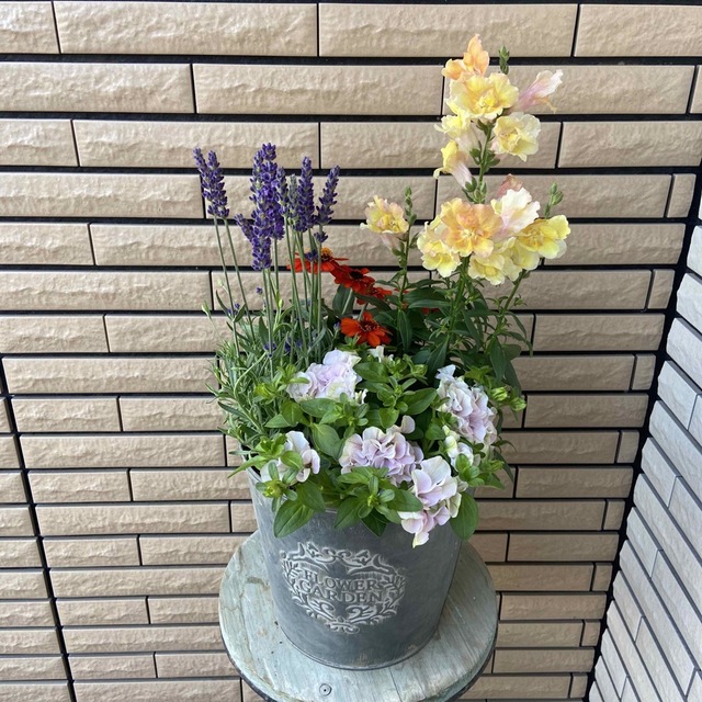 花ギフトアンティークな鉢に明るい寄せ植え